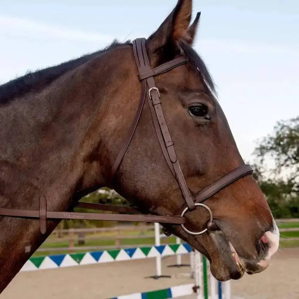Brown horse wearing a whitaker ready to ride snaffle bridle havana made of pre-oiled leather with silver hardware