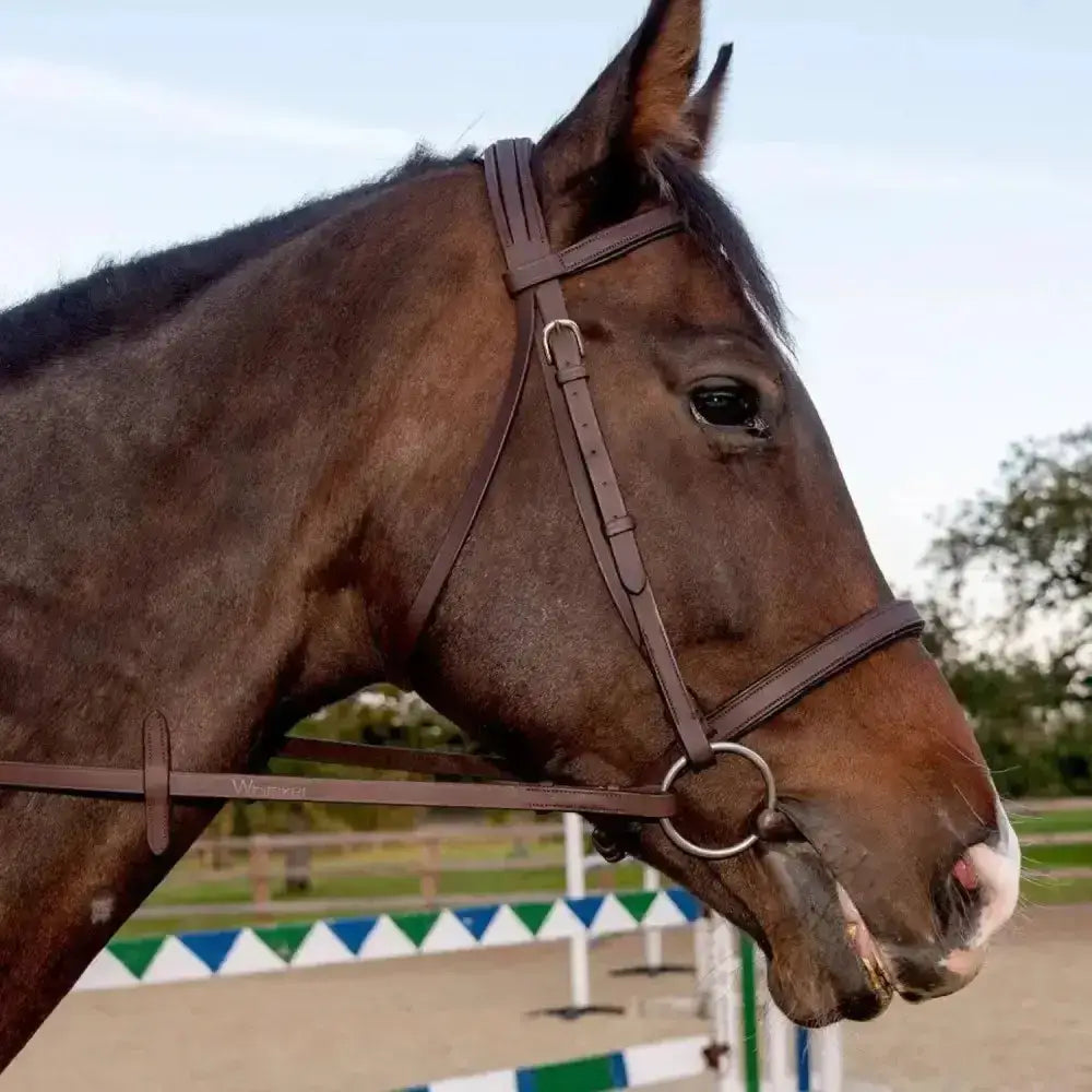 Brown horse wearing whitaker ready to ride snaffle bridle havana in pre-oiled leather with silver hardware