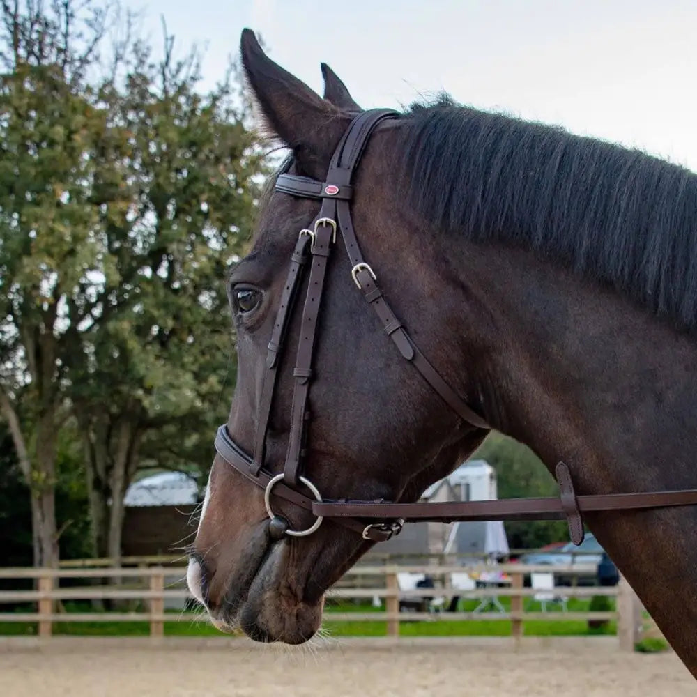 Brown leather pre-oiled ride snaffle bridle havana with silver metal hardware ready to ride from whitaker