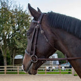 Brown leather pre-oiled ride snaffle bridle havana with silver metal hardware ready to ride from whitaker