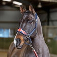 A dark gray horse wearing a navy blue whitaker ujhcp union jack padded headcollar with name john whitaker printed