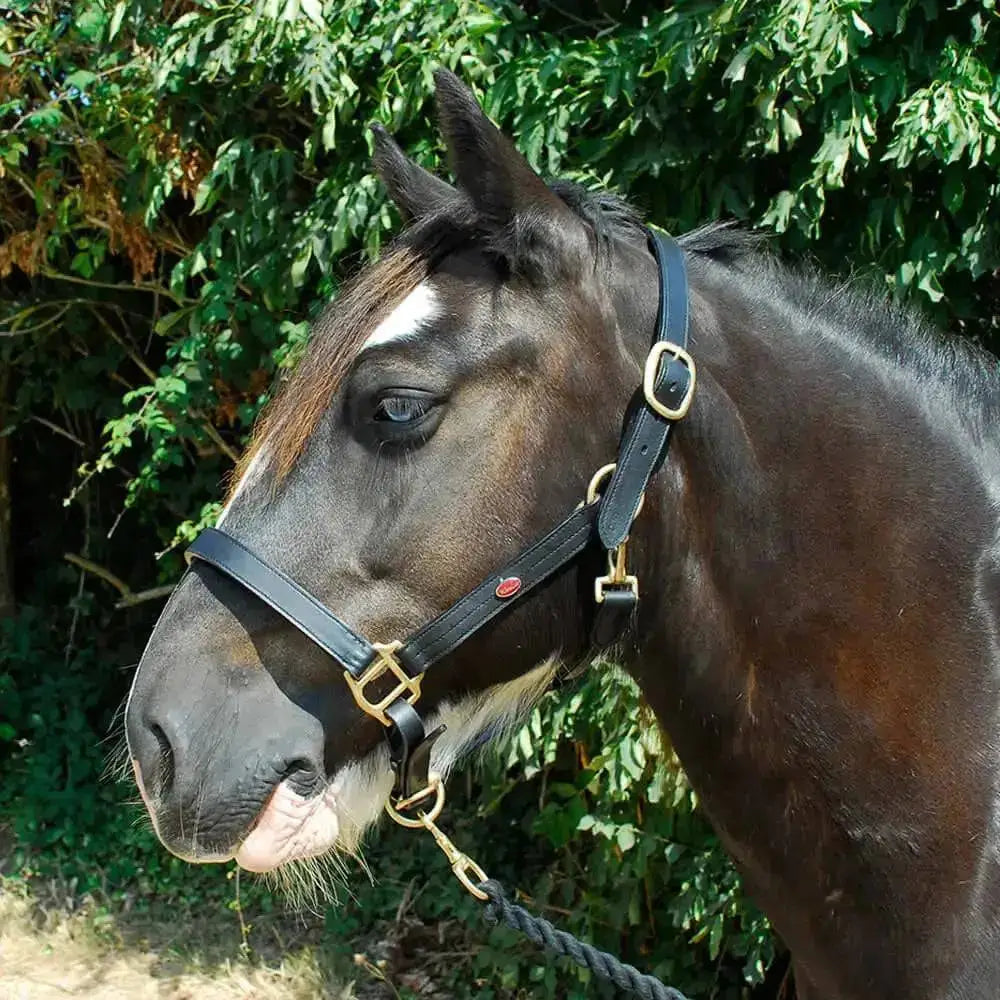 Windsor Equestrian Leather Collar Havana Shetland Headcollars & Leadropes Barnstaple Equestrian Supplies