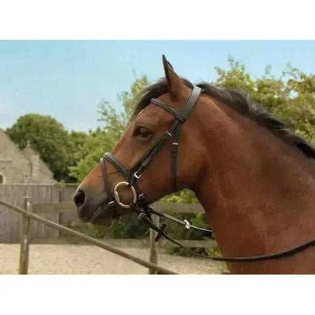 Windsor Leather Bridle With Flash Nosebands Havana Full Rhinegold Bridles Barnstaple Equestrian Supplies