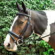 Black leather windsor leather comfort bridle with crank style flash noseband and silver metal hardware