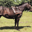 A dark brown horse wearing a windsor oily leather oily leather harness with brass hardware and a perfect fit