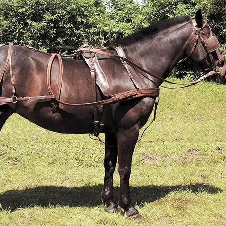 A dark brown horse wearing a windsor oily leather oily leather harness with brass hardware and a perfect fit