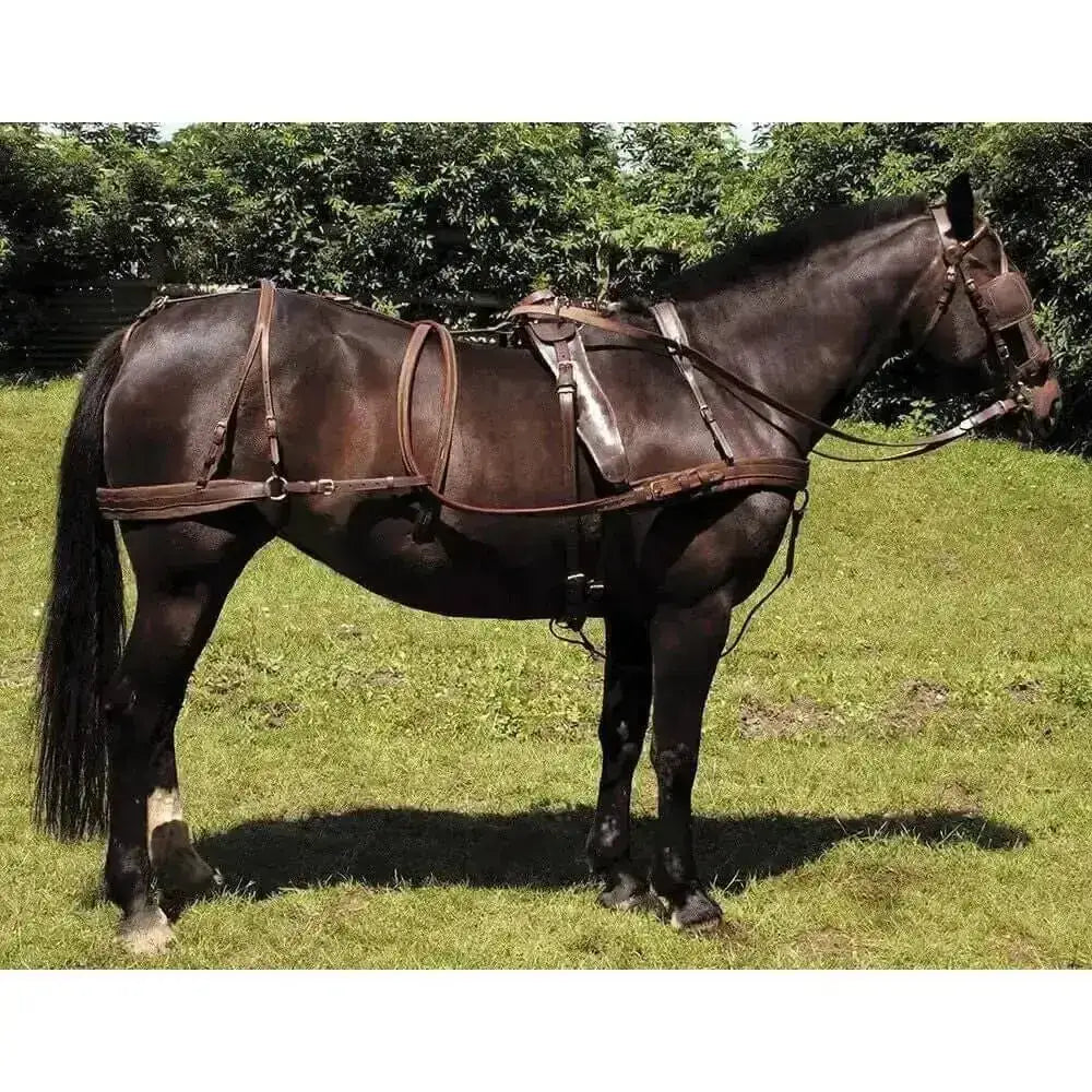 A dark brown horse wearing a windsor oily leather oily leather harness and bridle in a grassy field