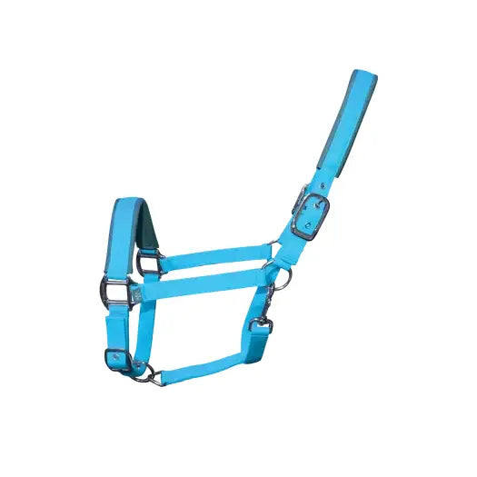 Bright blue leather woof wear contour head collar with silver buckles for key pressure points and long-lasting performance neoprene