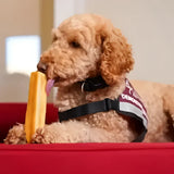 A fluffy light brown poodle chewing a yellow chew toy with yakers original dog treats yak milk harness